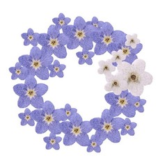 YUNZHI Forget Me Not Flowers Myosostis sylvatica Dried Do