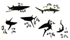 ORCA, DOLPHINS, SHARKS, & KILLER WHALES SILHOUETTE DIE CUT/ CUTS (ALL DIFFERENT)