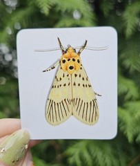 Insect Stickers SET OF 6 – Original Artwork by Ashley Dean | Bug Stickers
