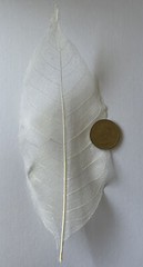 LARGE IVORY MAGNOLIA SKELETON LEAVES(3pc)Real•Natural•Christmas •Holiday•Bush