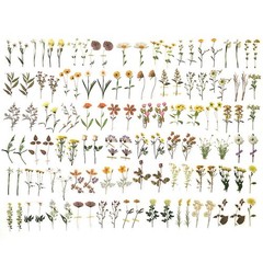 120Pcs Natural Flower Stickers for Scrapbook, Transparent Dried Resin Floral …