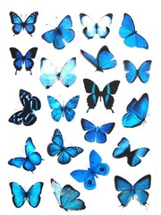 BEAUTIFUL VINYL BUTTERFLY STICKERS 7 7/8″X 5.75″ SHEET #1-U Blue Fast Shipping