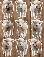 Fluffy Baby Sheep Die Cut Vinyl Stickers Set Scrapbooking Laptop Waterbottle