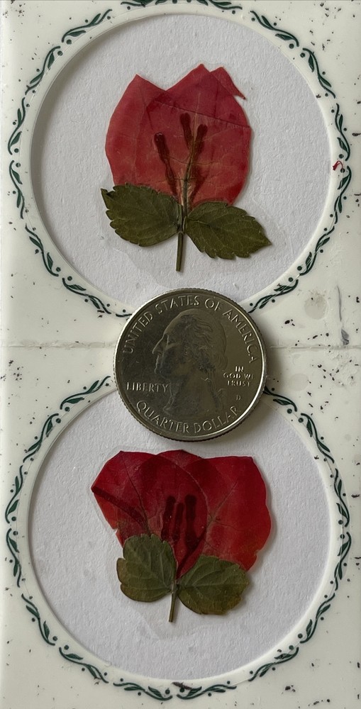 RED FLOWER PRESSED & DRIED REAL FLOWERS(2pc)Leaves •Garden•Blooming•buds•Stem•