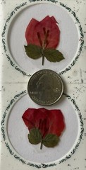 RED FLOWER PRESSED & DRIED REAL FLOWERS(2pc)Leaves •Garden•Blooming•buds•Stem•