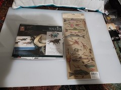 Wallpaper Cut Outs Of Horses And Fish Stickers