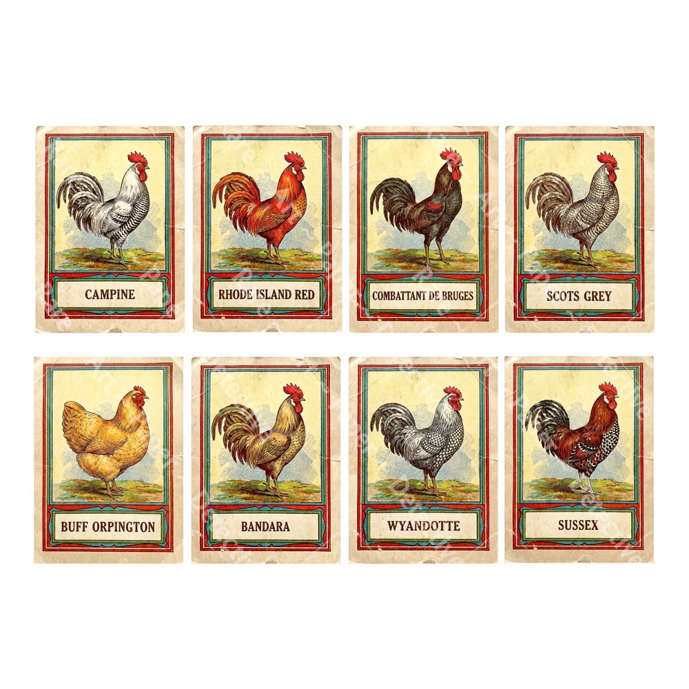 Rooster Illustrations, Antique Fancy Chicken Drawing Stickers, CUT & PEEL SHEET