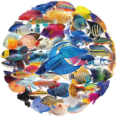 50PCS Clear Tropical Marine Life Ocean Stickers PET Fish Aesthetic Sticker for J