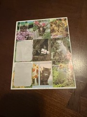 Vintage Sticker Sheet Realistic Photographic Cats Kittens