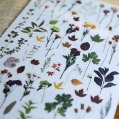 Rub-on stickers | 3 sheets watercolor green leaf botanical flower floral leaves