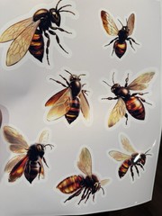 Glossy Metallic Bee Stickers – Cyber Bees – 8 Piece Set – Ranging 2-4inch