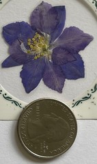 PURPLE FLOWER PRESSED & DRIED REAL FLOWERS(2pc)Leaves •Garden•Blooming•Buds•Stem