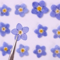 YUNZHI Forget Me Not Flowers Myosostis sylvatica Dried Do