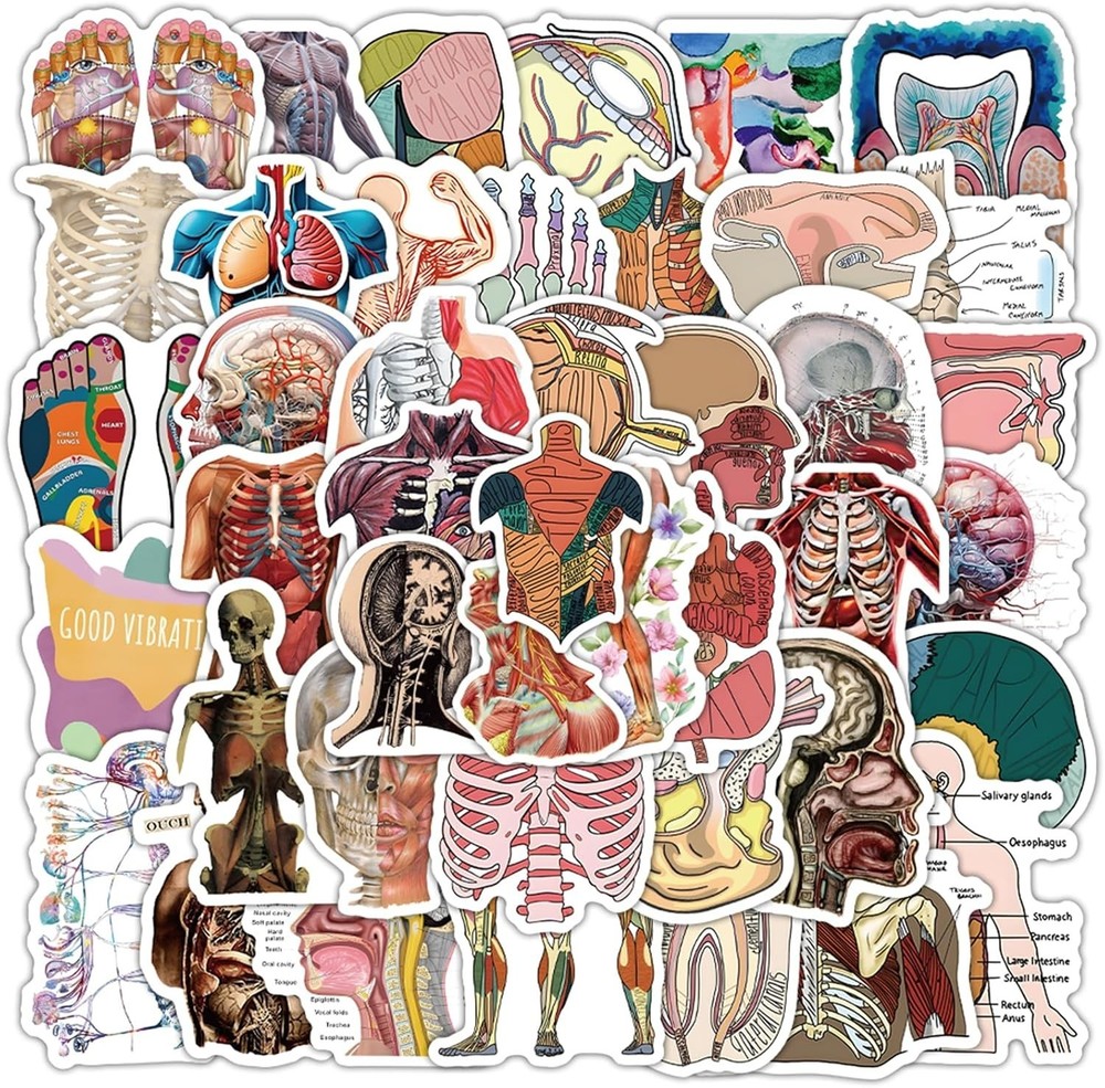 100PCS Cool Anatomy Stickers,Biology Anatomy Human Body Organ Stickers for St
