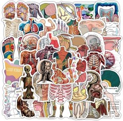 100PCS Cool Anatomy Stickers,Biology Anatomy Human Body Organ Stickers for St