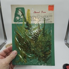 Lot 4 pkgs CHEMICAL STAINED pressed FERNS Taiwan Scrapbooking Paper Crafts NEW