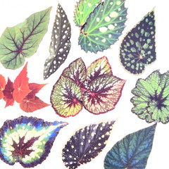 Large Leaf Stickers Scrapbooking Junk Journaling Collage