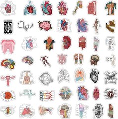 100PCS Cool Anatomy Stickers,Biology Anatomy Human Body Organ Stickers for St