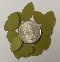 GREEN MID ROSE LEAF Die-cut Embellishment(20pc)Jolee’s•Flower•Garden•Long Stem