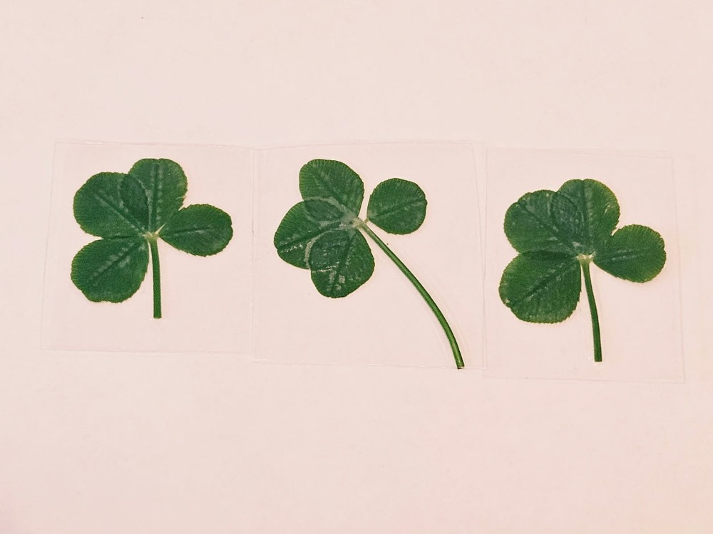 Real Four Leaf Clover Laminated For Good Luck