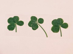 Real Four Leaf Clover Laminated For Good Luck