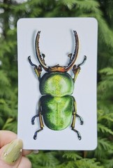 Insect Stickers SET OF 6 – Original Artwork by Ashley Dean | Bug Stickers