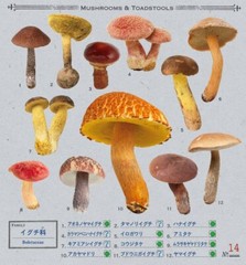 Japanese Mushrooms Stickers book 238 Stickers Shogakkan NEO Shiitake Shimeji