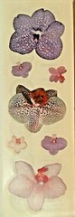 Sandylion sticker -Purple Orchid -1 strip -12006 Retried*