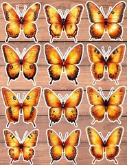 Orange and Black Butterfly Vinyl Stickers Scrapbooking Laptop Waterbottle