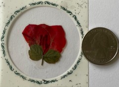 RED FLOWER PRESSED & DRIED REAL FLOWERS(2pc)Leaves •Garden•Blooming•buds•Stem•