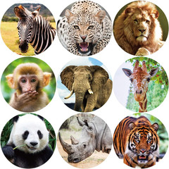 Jungle Animal Stickers 200 Pcs Roll Safari Zoo Labels for Kids Party Favors