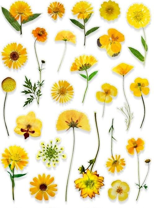 VINYL PRESSED FLOWER PHOTO STICKERS 7 7/8″X 5.75″ SHEET #1K Yellow