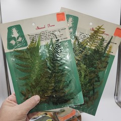 Lot 4 pkgs CHEMICAL STAINED pressed FERNS Taiwan Scrapbooking Paper Crafts NEW