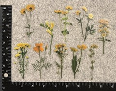 Lot of 10 Assorted Flowers Yellow Vigour Daisies Daisy Outdoor Stickers