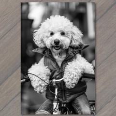 STICKER White Poodle Riding Bike Bicycle Funny Cute Strange Dog Weird Puppy Fu