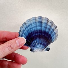 Blue Scallop Seashell Cardstock Stickers Ocean Beach Junk Journals Collage