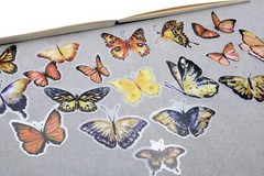 yellow butterfly sticker | yellow black butterfly beautiful themed PET