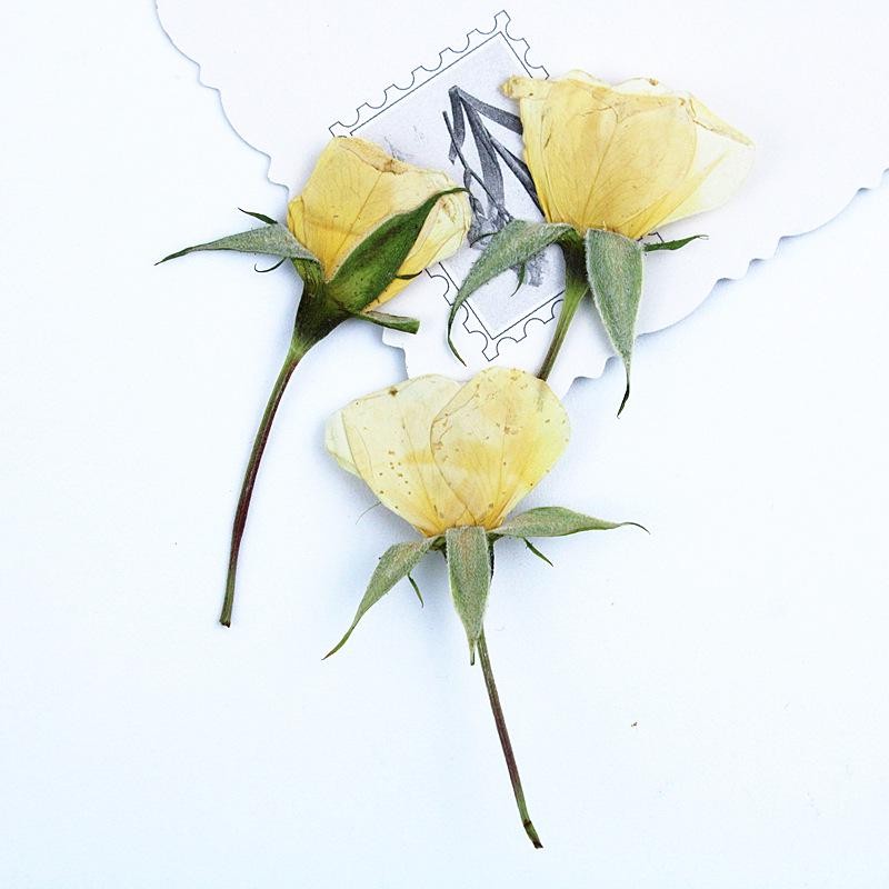 12PCS Real Side Pressed Dried White Rose Bud flower head with leaf stem FHT26