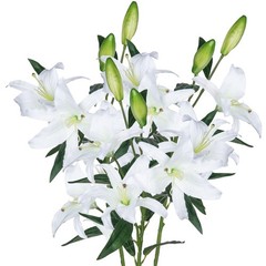 Lily Artificial Flowers Bulk 30” Long Stems 12 Silk Flower Heads Bouquet W