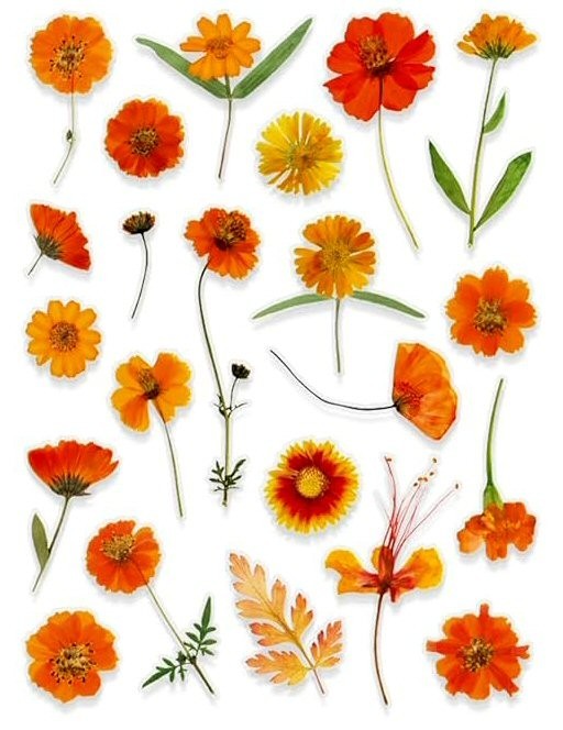 VINYL PRESSED FLOWER PHOTO STICKERS 7 7/8″X 5.75″ SHEET #1N Orange