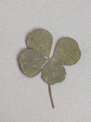 Real Dried & Pressed Four Leaf Clovers Set of 4 Natural Untreated USA Grown