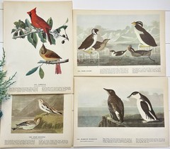 VTG Ephemera New Years Eve Winter Junk Journal Audubon Bird Bk Plates Pack #80+