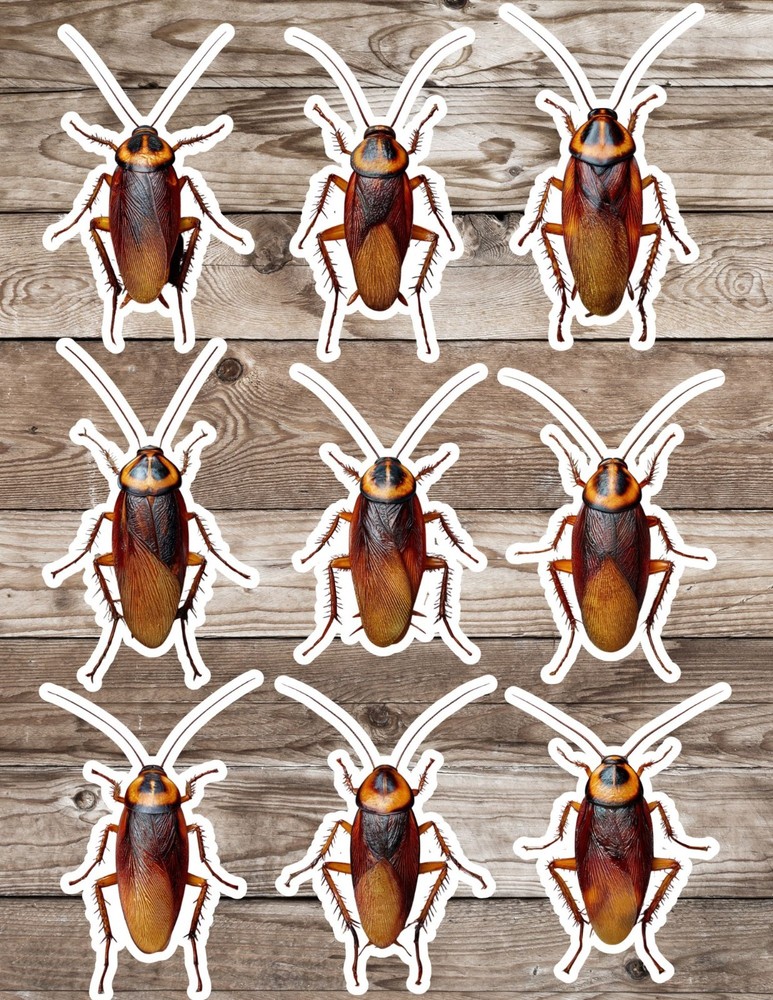 Cockroach Die Cut Vinyl Stickers Scrapbooking Laptop Waterbottle