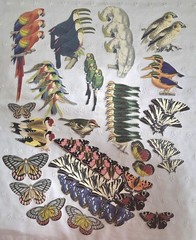 ANNA GRIFFIN 250+ Unlabeled DIE CUTS Flat+3D FLOWERS BIRDS BUTTERFLY+ NEW (PA51)