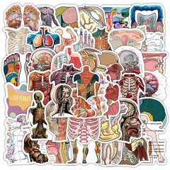100PCS Cool Anatomy StickersBiology Anatomy Human Body Organ Stickers for St