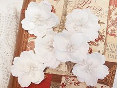 SOLITUDE 6 Pack WHITE with Centre – PAPER – 50-55mm Manor House ConB
