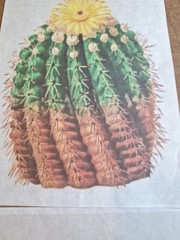 Lot Of 4 Cactus/Succulents 8×10 Prints Decoupage /Journals