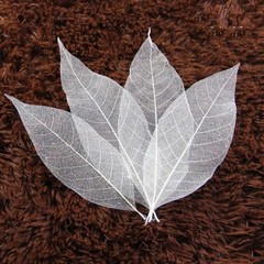 500x Natural Skeleton Rubber Tree Leaves Dried Craft DIY Card Wedding Decor 2-7″