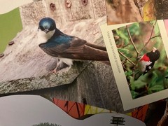 Bird ephemera 50 pieces for junk journal scrapbooking mixed media art collage