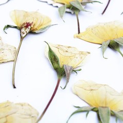 12PCS Real Side Pressed Dried White Rose Bud flower head with leaf stem FHT26